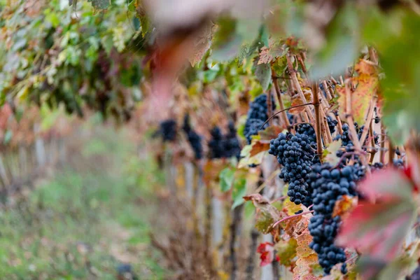 Cubillo de Ebro yakınlarındaki sonbahar sarmaşıkları, Valderredible, Cantabria, İspanya