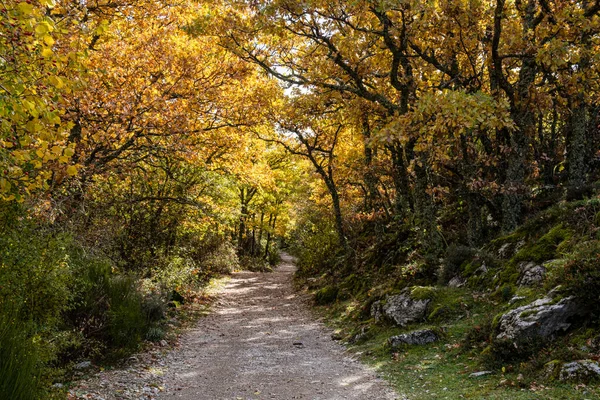 テヘダ トサンデ フエンテス カリオナス自然公園 フエンテ コブレー パレンティーナ山 スペインのパレンシア — ストック写真