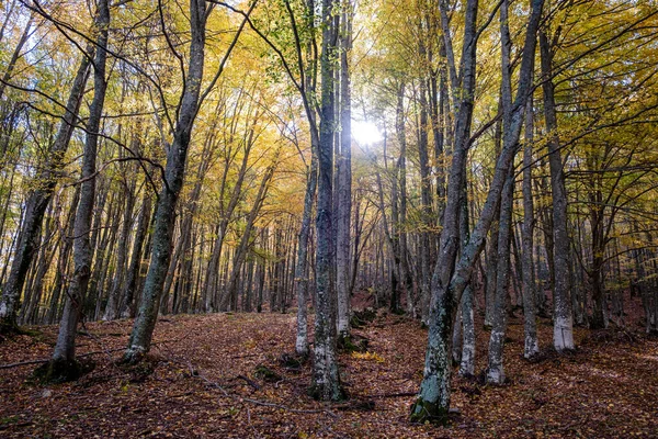 テヘダ トサンデ フエンテス カリオナス自然公園 フエンテ コブレー パレンティーナ山 スペインのパレンシア — ストック写真