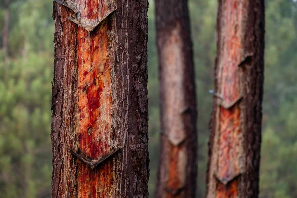 Εξόρυξη Ρητίνης Pinus Pinaster Forest Montes Coca Segovia Ισπανία — Φωτογραφία Αρχείου