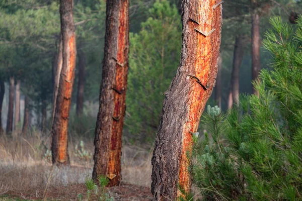 stock image resin extraction in a Pinus pinaster forest, Montes de Coca, Segovia, Spain