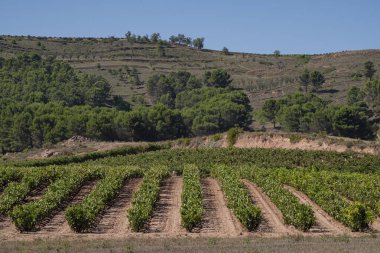 Campo de vides, San Asensio, La Rioja, İspanya
