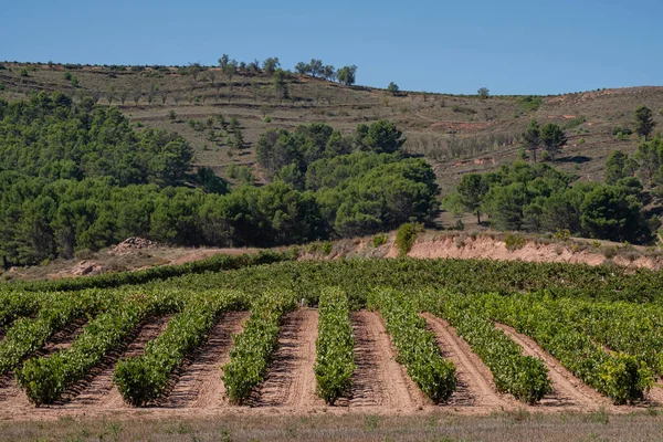 Campo Vides San Asensio Rioja Espanha — Fotografia de Stock