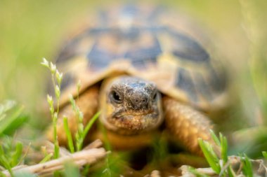 Siyah kaplumbağa, Testudo Graeca, Mallorca, Balear Adaları, İspanya