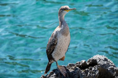 Genç tüylü karabatak, Phalacrocorax aristotelis, Cala Sanau, Mallorca, Balearic Adaları, İspanya