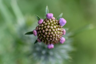 Bahar, Aragon Vadisi, Jacetania, Huesca, İspanya