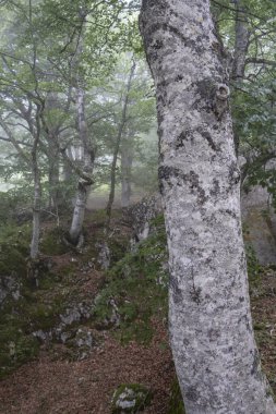 Sierra de Aralar, Navarra, İspanya