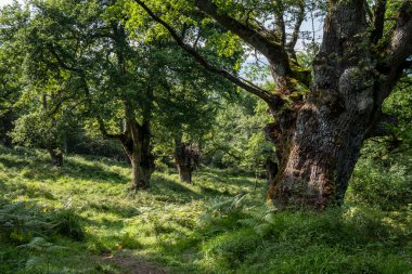 Yeşil güzergah, Centennial Oaks Ormanı, Munain ve Okariz, Alava, Bask ülkesi, İspanya