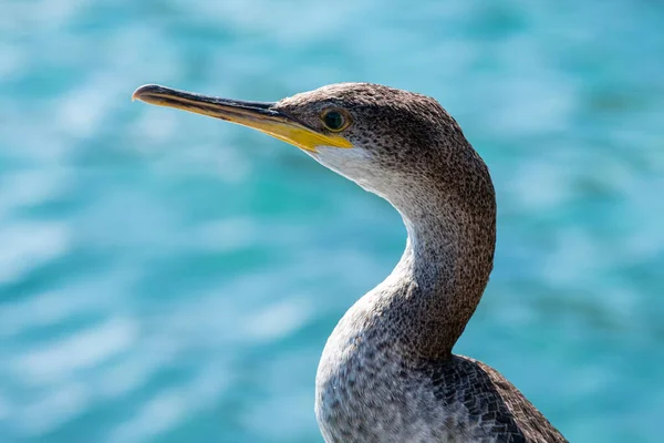 Stock image young shag cormorant, Phalacrocorax aristotelis, cala Sanau, Mallorca, Balearic Islands, Spain