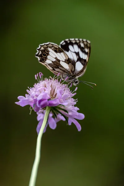 stock image butterfly pollinating a flower, Aragon Valley, Jacetania, Huesca, Spain