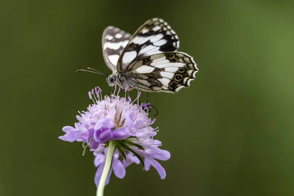 stock image butterfly pollinating a flower, Aragon Valley, Jacetania, Huesca, Spain