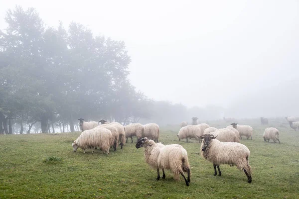 Lacha Sheep Sierra Aralar Navarra Spagna — Foto Stock