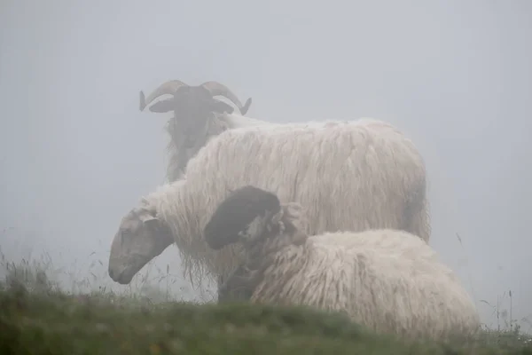 Lacha Owca Sierra Aralar Nawarra Hiszpania — Zdjęcie stockowe