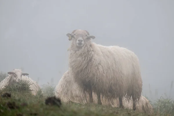 Lacha Πρόβατα Sierra Aralar Navarra Ισπανία — Φωτογραφία Αρχείου
