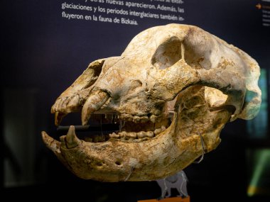 craneo de hembra de oso de Deninger, Ursus deningeri, M.S 300.000, Santa Isabel de Ranero, Karrantza, Arkeologi Museoa, museo aqueologico, Bilbao, Bizkaia, Pais Vasco, İspanya