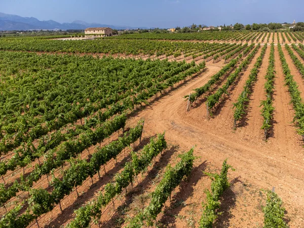 Syn Llompart Winnice Przez Macia Batle Santa Eugenia Majorka Baleary — Zdjęcie stockowe