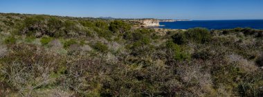 Tipik Akdeniz kıyısı çalılığı, Santanyi, Mallorca, Balearic Adaları, İspanya
