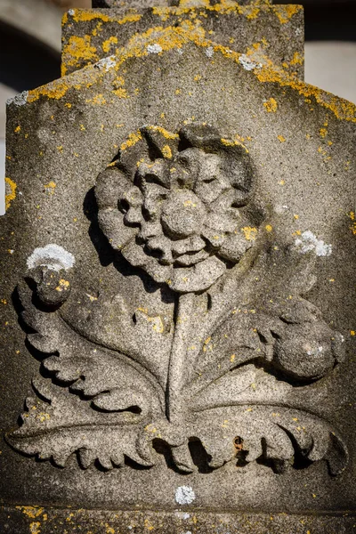 Цветок Мака Кладбище Эспорлес Майорка Балеарские Острова Испания — стоковое фото