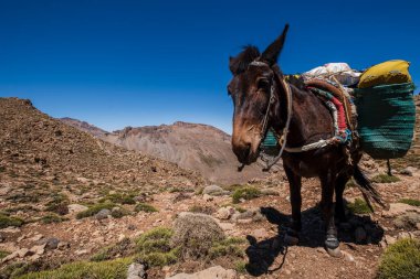 Geçitteki hamal katırı, Timaratine, MGoun trek, Atlas dağ sırası, Fas, Afrika