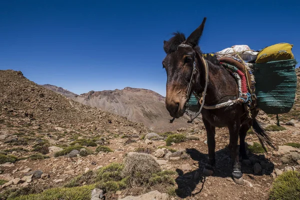 Porter Mezek Průsmyku Timaratine Mgoun Trek Pohoří Atlas Morocco Afrika — Stock fotografie