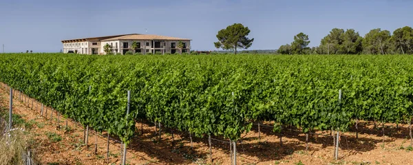Winnice Rey Llucmajor Majorka Hiszpania — Zdjęcie stockowe