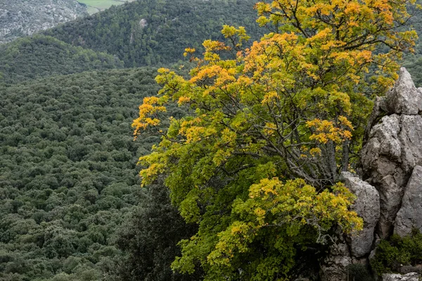 Autumn Maple Acer Opalus Subsp Garnetnse Ses Voltes Galileu Mallorca — Stock Photo, Image