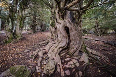 Tejeda de Tosande. Fuentes Carrionas Doğal Parkı, Fuente Cobre- Palentina Dağı. Palencia, İspanya
