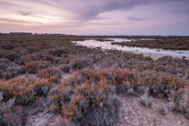 Halofiyik bitkiler, Estany Pudent, Formentera, Pitiusas Adaları, Balear Community, İspanya
