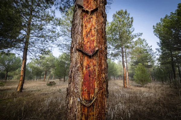 Gyanta Kitermelése Pinus Pinaster Erdőben Montes Coca Segovia Spanyolország — Stock Fotó