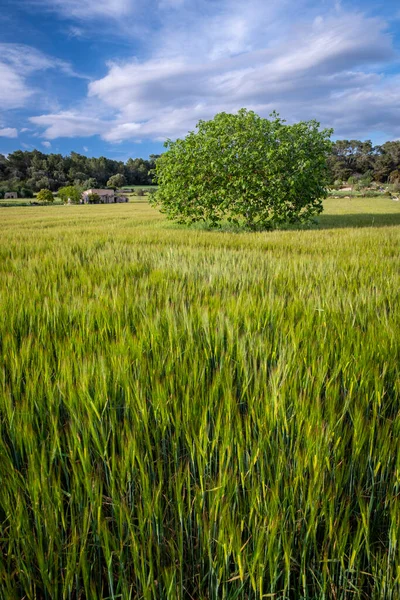 Fig Tree Cereal Field Lloret Vistalegre Mallorca Balearic Islands Spain — Φωτογραφία Αρχείου