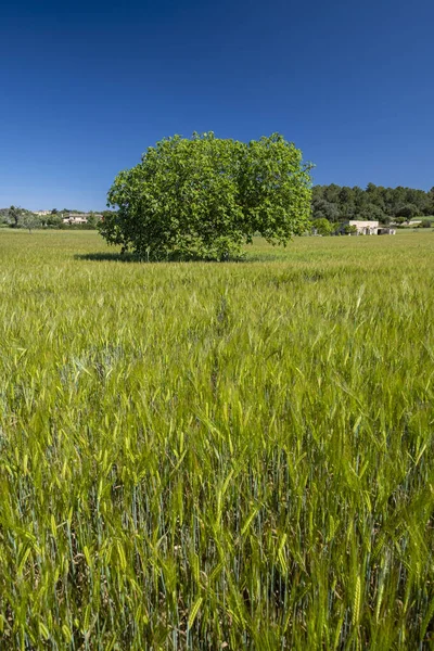 Fig Tree Cereal Field Lloret Vistalegre Mallorca Balearic Islands Spain — Φωτογραφία Αρχείου