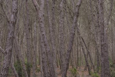 La Mola Ormanı, Formentera, Pitiusas Adaları, Balear Topluluğu, İspanya