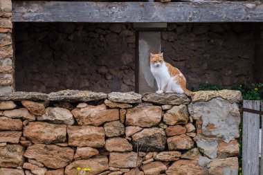 Duvardaki kedi, yeşil rota Cala Saona, Formentera, Pitiusas Adaları, Balear Community, İspanya