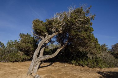 Marroig kamu malları, Formentera, Pitiusas Adaları, Balear Community, İspanya