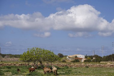 İncir ağacının altındaki keçiler, Formentera, Pitiusas Adaları, Balear Community, İspanya