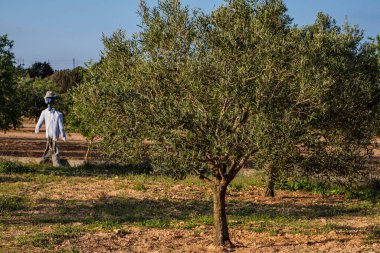 Bir zeytin tarlasında korkuluk, Formentera, Pitiusas Adaları, Balear Community, İspanya