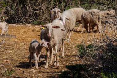 Bir tarlada koyun sürüsü, Formentera, Pitiusas Adaları, Balear Community, İspanya