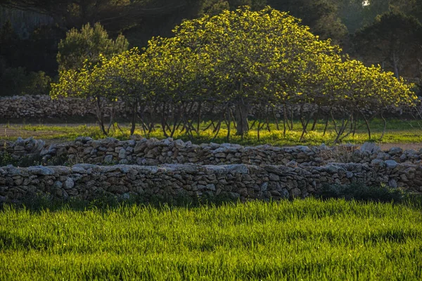 백라이트 무화과나무 포르멘테라 우사스 발레아레스 공동체 스페인 — 스톡 사진