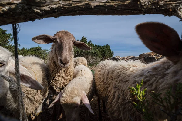 Stado Owiec Polu Formentera Wyspy Pitiusas Wspólnota Balearów Hiszpania — Zdjęcie stockowe