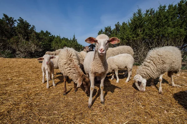 西班牙巴利阿里社区 皮提瓦斯群岛 福门特拉 田野里的一群羊 — 图库照片