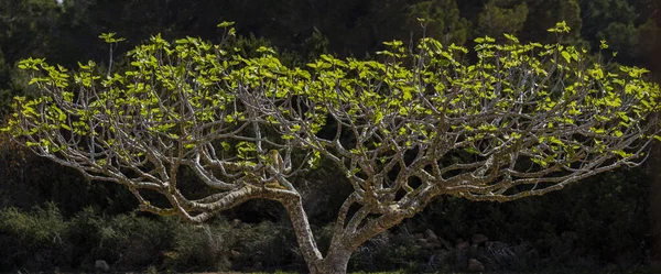 무화과나무 Formentera Pitiusas Islands Balearic Community Spain — 스톡 사진