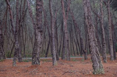 La Mola Ormanı, Formentera, Pitiusas Adaları, Balear Topluluğu, İspanya