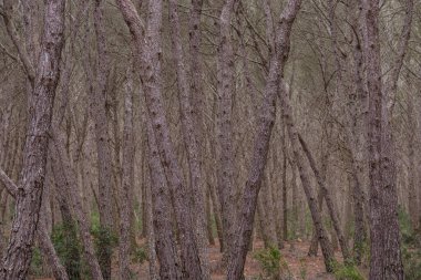 La Mola Ormanı, Formentera, Pitiusas Adaları, Balear Topluluğu, İspanya
