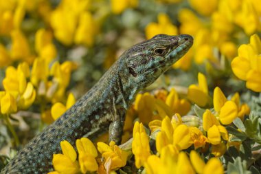 Podarcis hispanicus, Sargantana, Cap Barbaria, Formentera, Pitiusas Adaları, Balear Community, İspanya