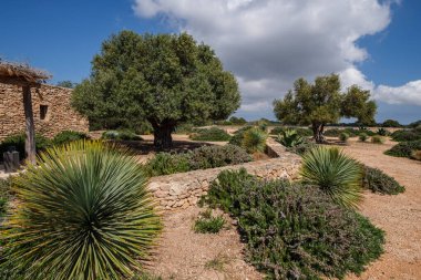 Cap de Barbaria şaraphanelerinde zeytin, Formentera, Pitiusas Adaları, Balear Community, İspanya