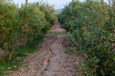 Olive Field, Formentera, Pitiusas Adaları, Balear Community, İspanya