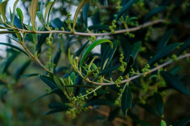 Olive Field, Formentera, Pitiusas Adaları, Balear Community, İspanya