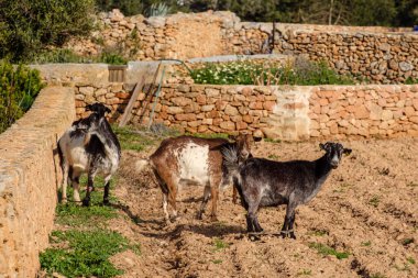 Geleneksel taş duvarlarda keçiler, Formentera, Pitiusas Adaları, Balear Community, İspanya