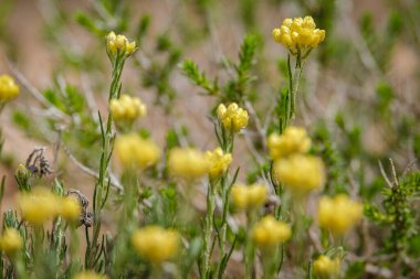 Formentera, Pitiusas Adaları, Balear Community, İspanya