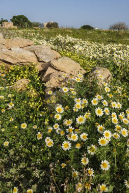 Tarım arazileri için geleneksel taş duvarlar, es Monestir, Formentera, Pitiusas Adaları, Balear Community, İspanya
